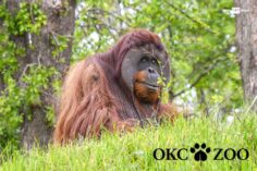 world’s first NFT created by orangutan